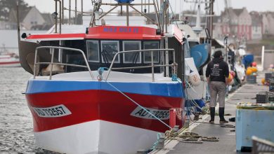 Le nombre de dauphins trouvés morts dans les filets a été divisé par quatre après le mois sans pêche dans le golfe de Gascogne