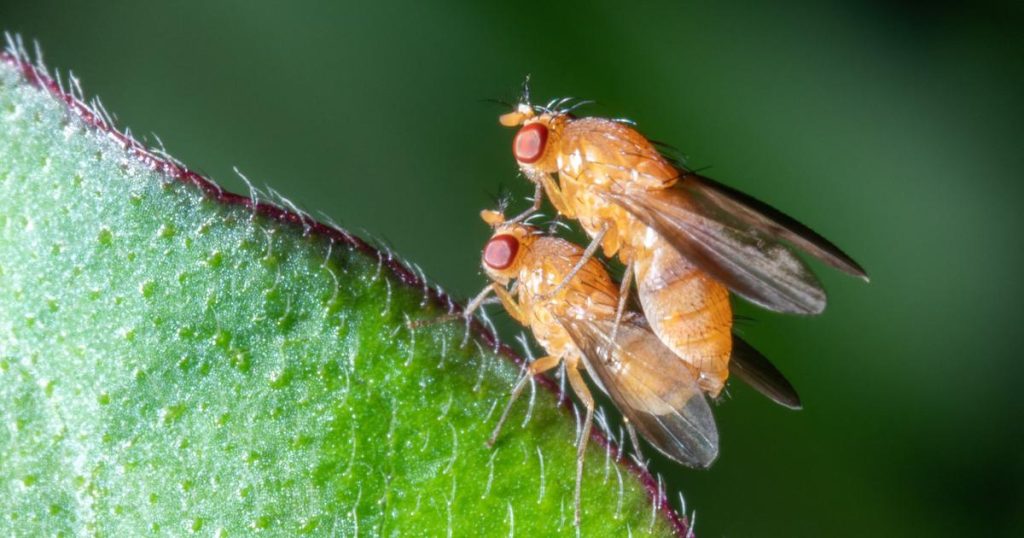 des chercheurs évaluent l’impact de plus de 1000 molécules chimiques sur les insectes