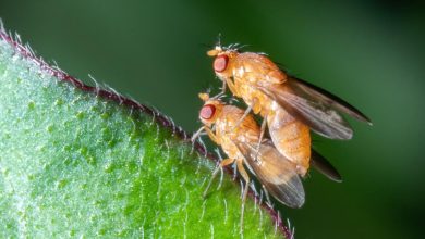 des chercheurs évaluent l’impact de plus de 1000 molécules chimiques sur les insectes