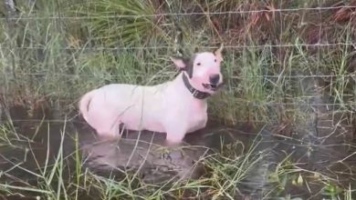 « Je n’ai trouvé personne pour s’occuper de lui » : l’homme qui a attaché son chien à une clôture avant l’ouragan Milton explique son geste