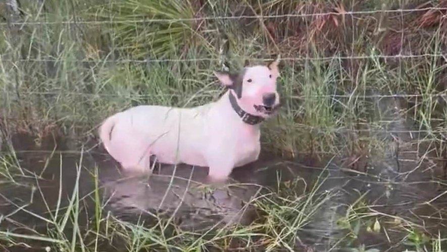 « Je n’ai trouvé personne pour s’occuper de lui » : l’homme qui a attaché son chien à une clôture avant l’ouragan Milton explique son geste