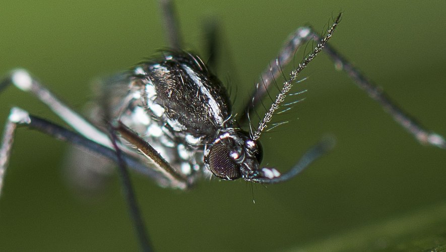 Ces épidémies qui nous menacent : « Nous étudions en Méditerranée ce que nous avons étudié en Afrique, en Asie et en Amérique latine »