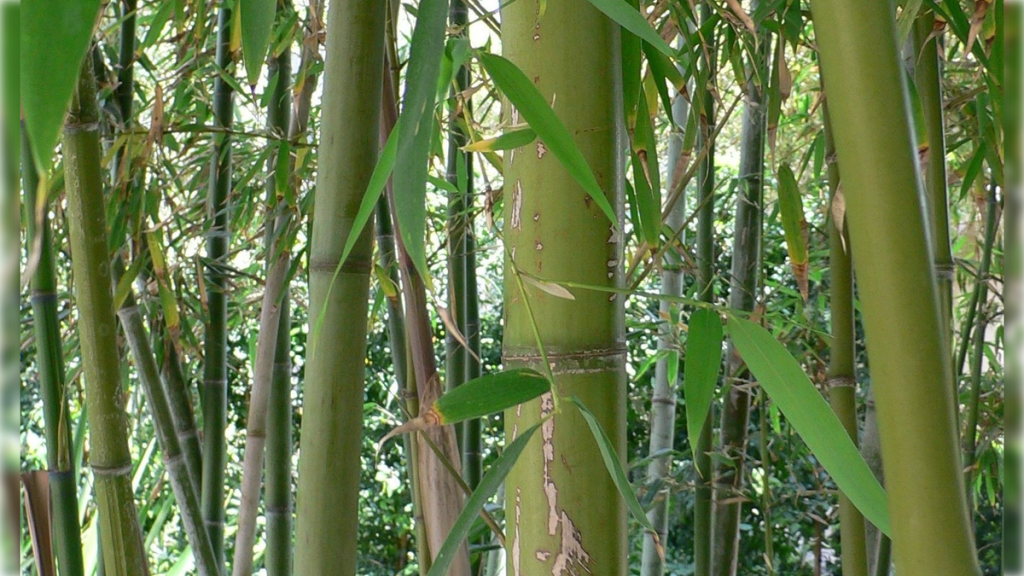 Après 120 ans de croissance, un bambou japonais vient de fleurir. Et c’est un problème