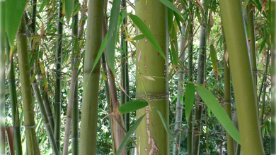 Après 120 ans de croissance, un bambou japonais vient de fleurir. Et c’est un problème