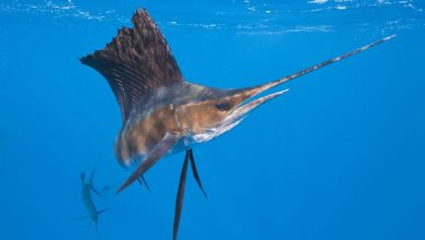 Le poisson sort de l’eau et lui transperce la poitrine : un célèbre surfeur meurt attaqué par un espadon