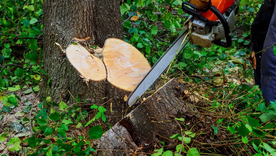 Il coupe un arbre qui s’écrase droit sur sa femme : elle meurt, renversée par une branche