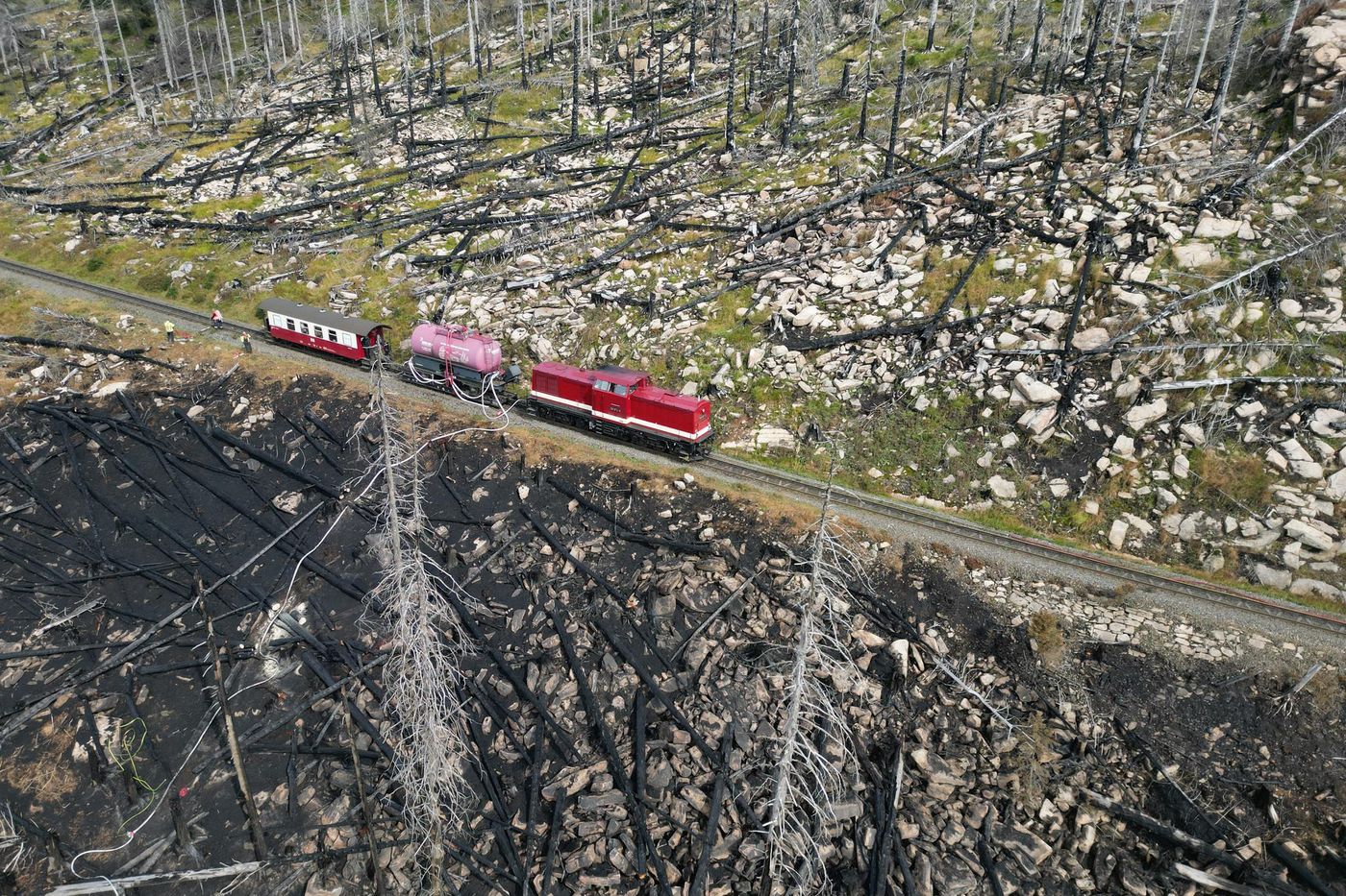 Les forêts allemandes ne captent plus le CO2, pire elles en émettent