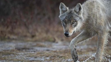 C’est officiel, un loup a été observé en Gironde