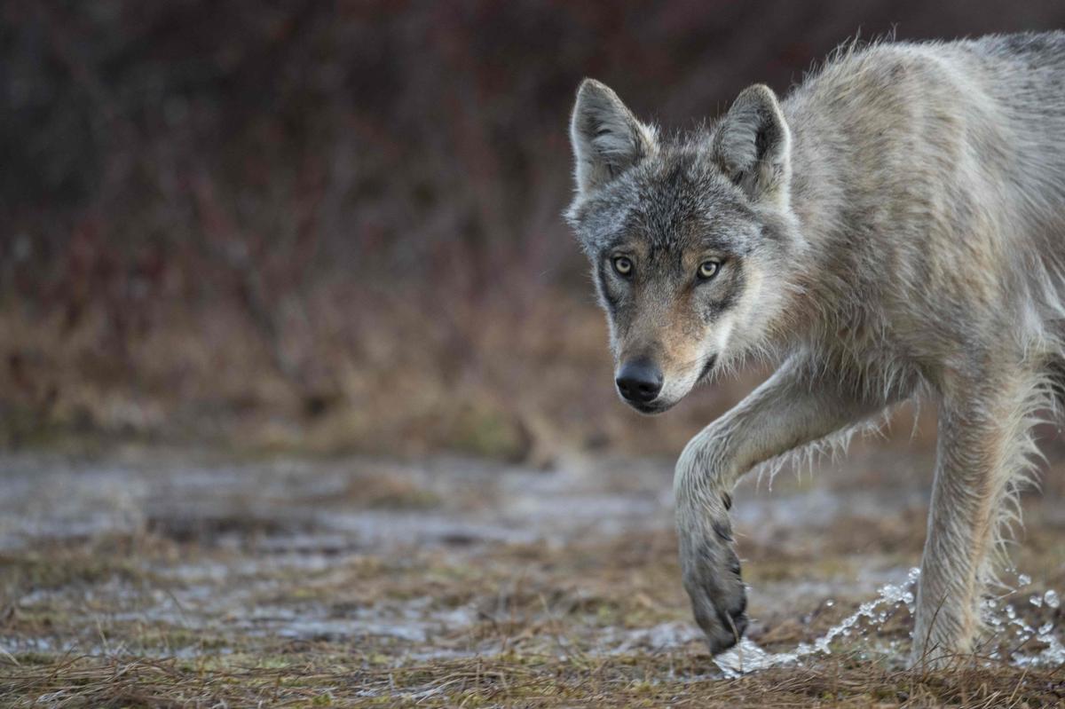 C’est officiel, un loup a été observé en Gironde