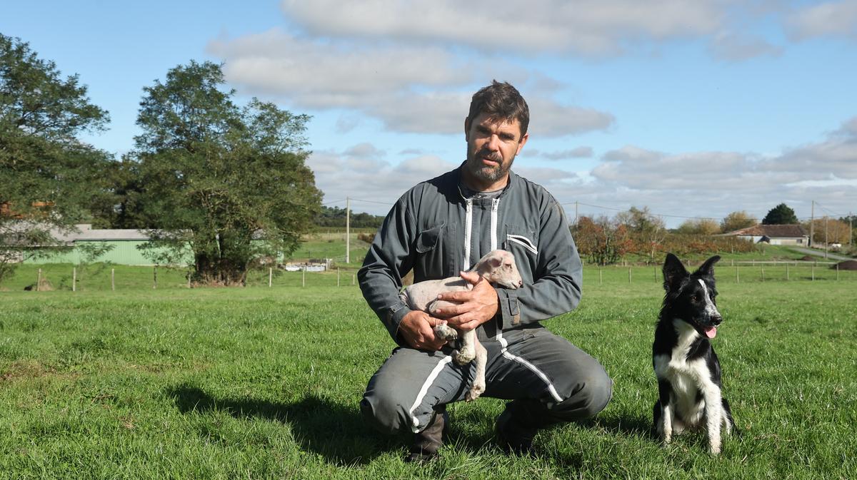 Loup en Gironde. « Je ne pensais pas qu’on me croirait » : les éleveurs sont mécontents