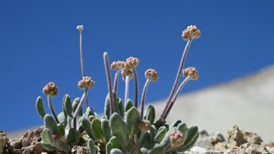 Les Etats-Unis autorisent une mine de lithium sur les terres d’une fleur unique au monde : Actualités