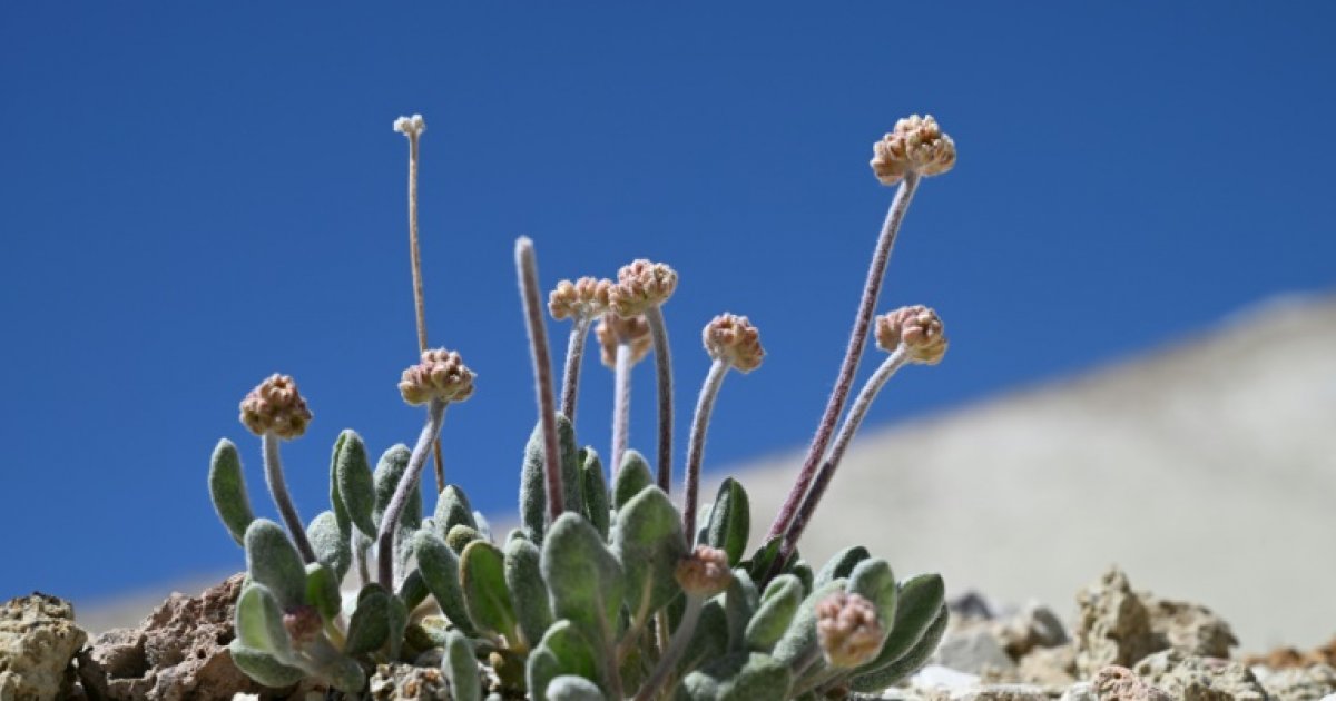 Les Etats-Unis autorisent une mine de lithium sur les terres d’une fleur unique au monde : Actualités