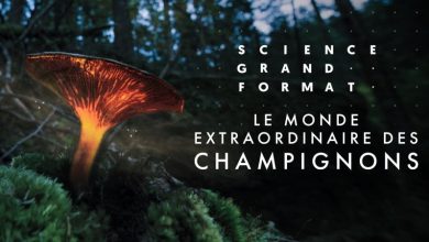 Le monde extraordinaire des champignons