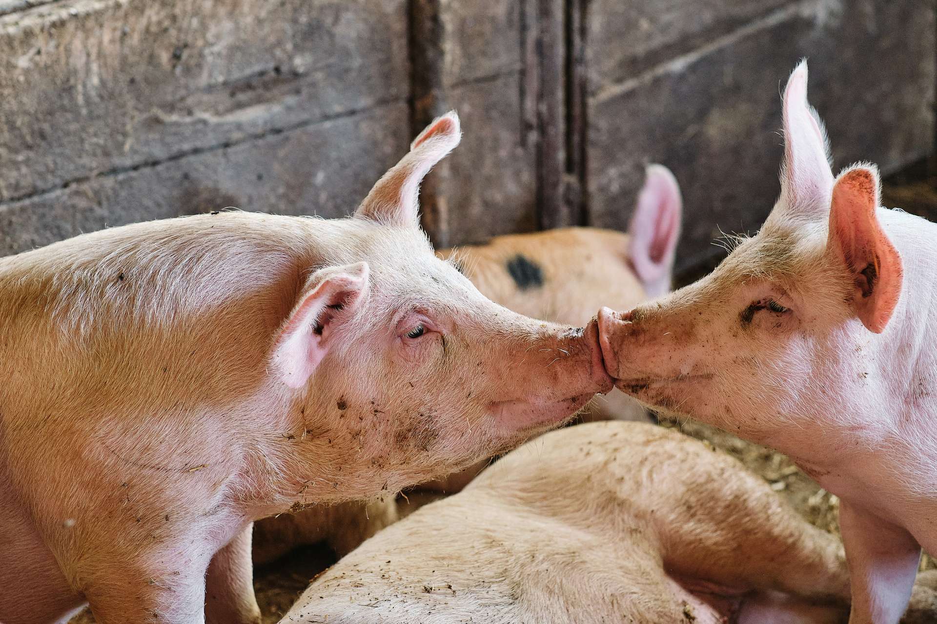 Ce que l’intelligence artificielle a découvert dans les « discussions » des porcs pourrait tout changer pour eux