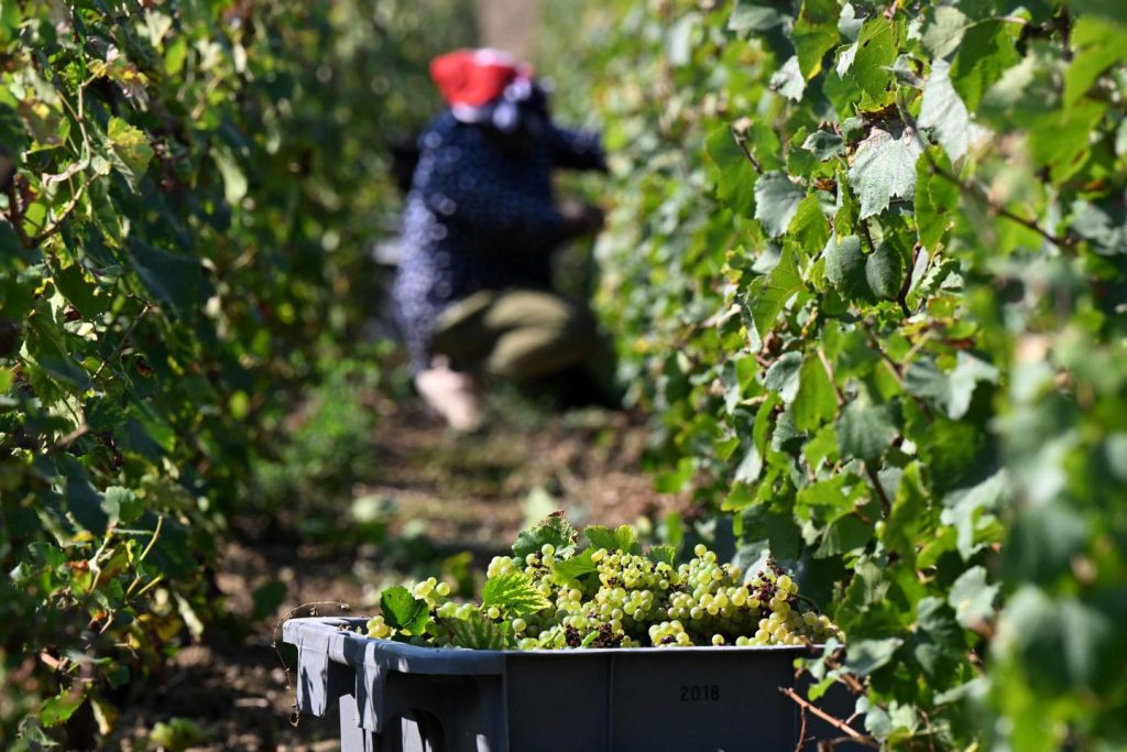 « Le champagne est en réserve »