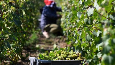 « Le champagne est en réserve »