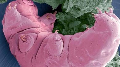 l’étonnante histoire du tardigrade qui se prenait pour une betterave