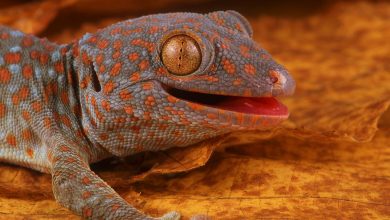 Un sixième sens découvert chez les geckos