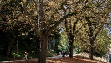 Plus d’une espèce d’arbre sur trois est menacée d’extinction dans le monde