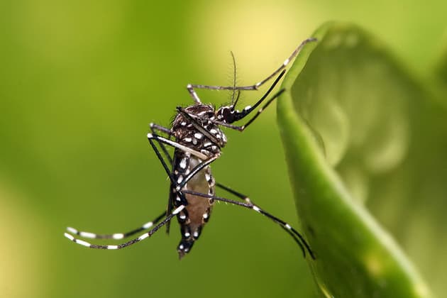 Températures, humidité… Fin octobre, le moustique tigre continue de proliférer en France