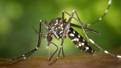 Des larves de moustique Aedes Albopictus découvertes à Saint-Barthélémy