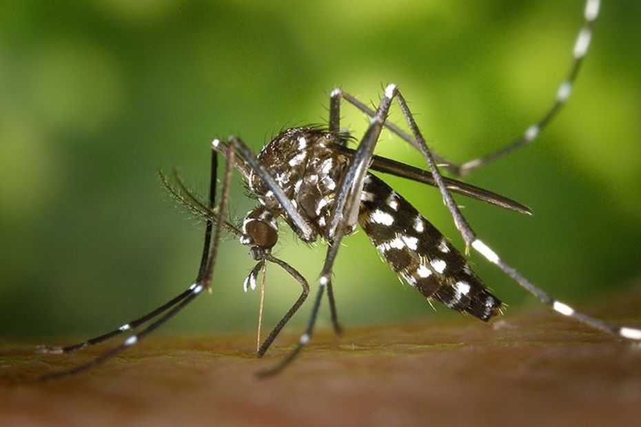 Des larves de moustique Aedes Albopictus découvertes à Saint-Barthélémy