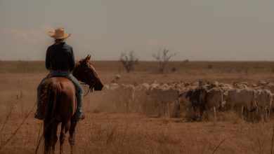 Tout le monde parle de cette nouvelle série australienne qui cartonne sur Netflix, elle se voit dans 6 heures