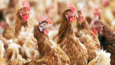 Dans le Morbihan, un foyer de grippe aviaire découvert dans un élevage de 27 000 poules pondeuses