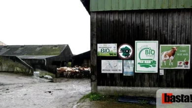 Lactalis impose aux éleveurs bio de revenir au conventionnel