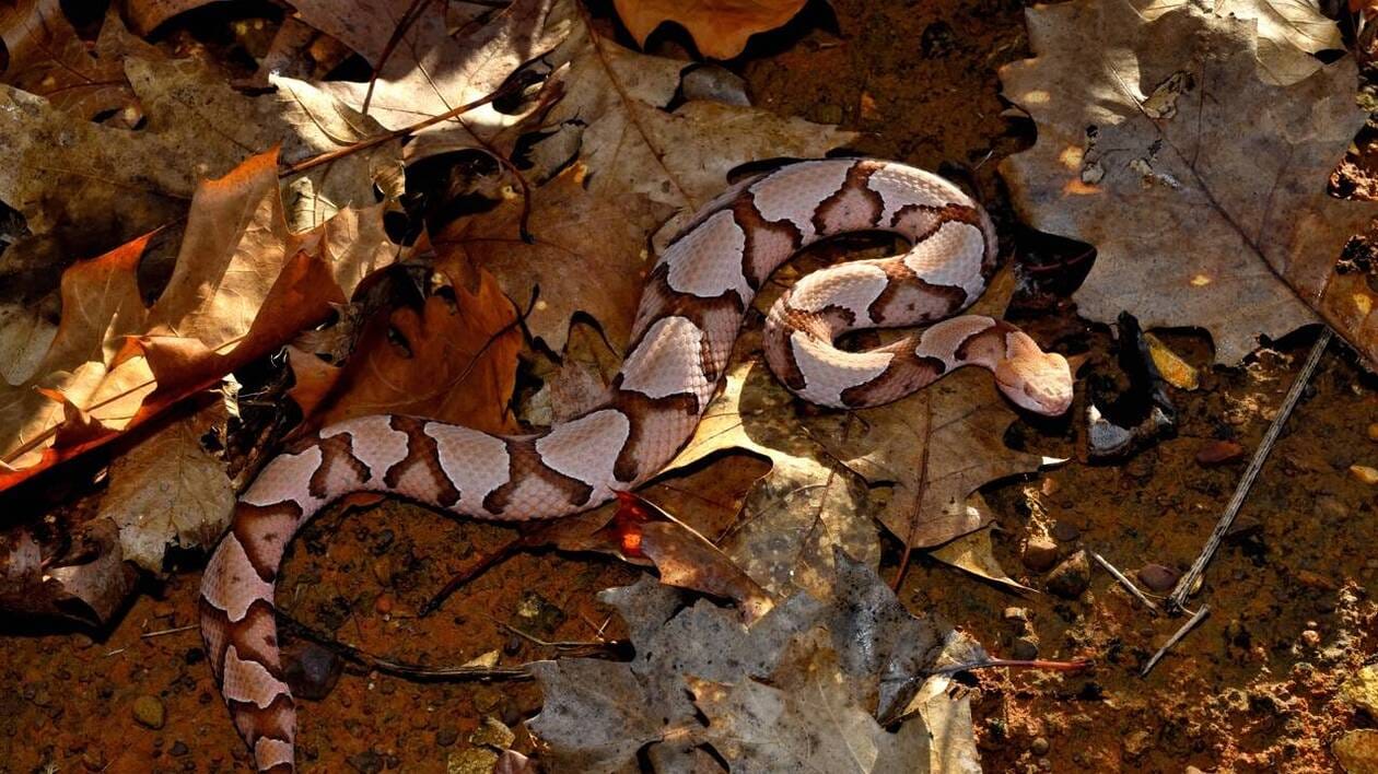 Disparu depuis deux semaines, un randonneur sauvé après avoir été mordu par un serpent venimeux