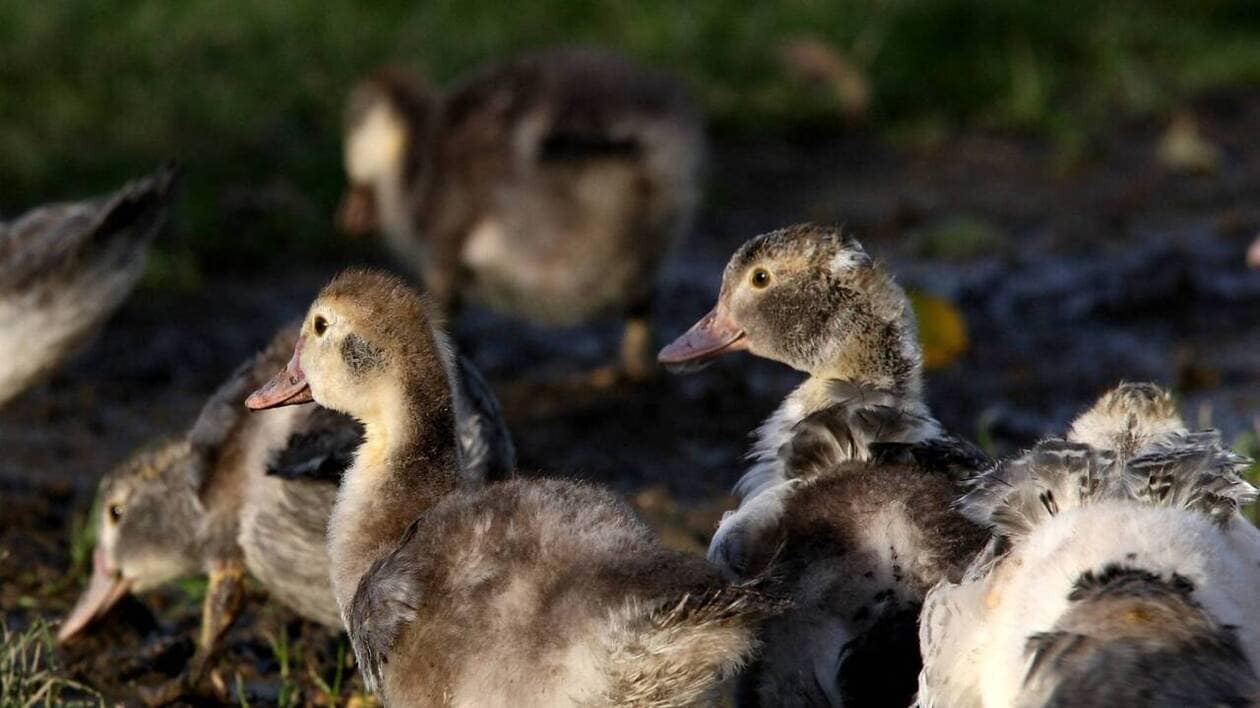 Deux foyers de grippe aviaire détectés dans des élevages de canards vaccinés dans le Morbihan