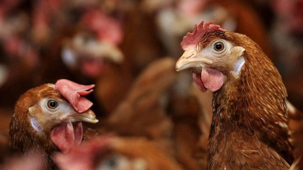 Un foyer de grippe aviaire détecté dans un élevage de 27 500 poules pondeuses dans le Morbihan