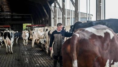 800 fermes livrant Savencia en plein doute