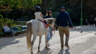 une petite fille tuée par un sabot de poney frappé à l’arrière de la tête