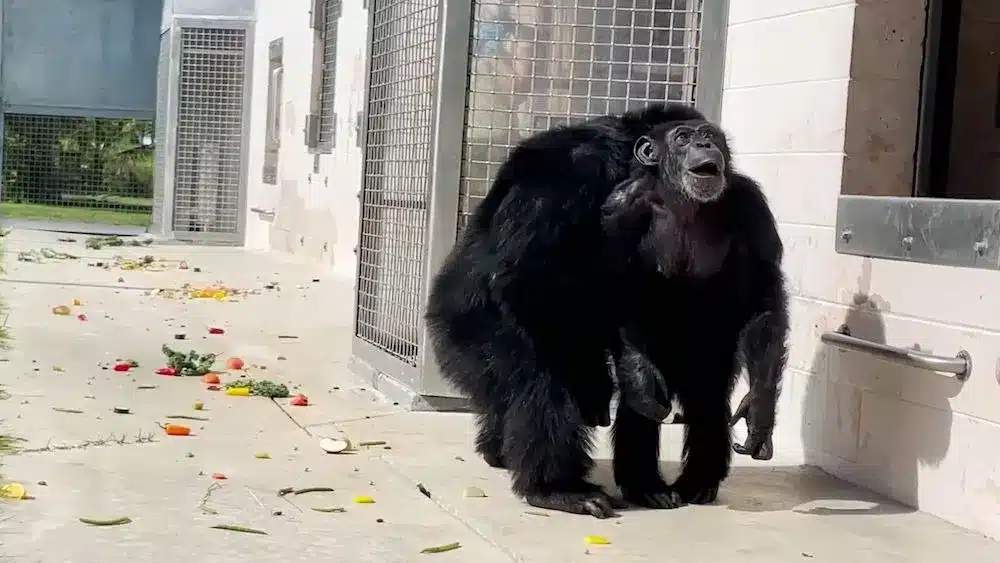 quand un chimpanzé de laboratoire voit le ciel pour la première fois en 28 ans