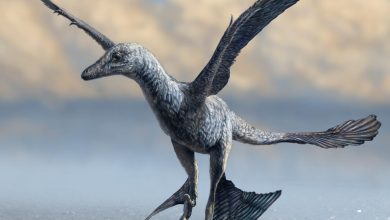 Le petit dinosaure très rapide avait des ailes