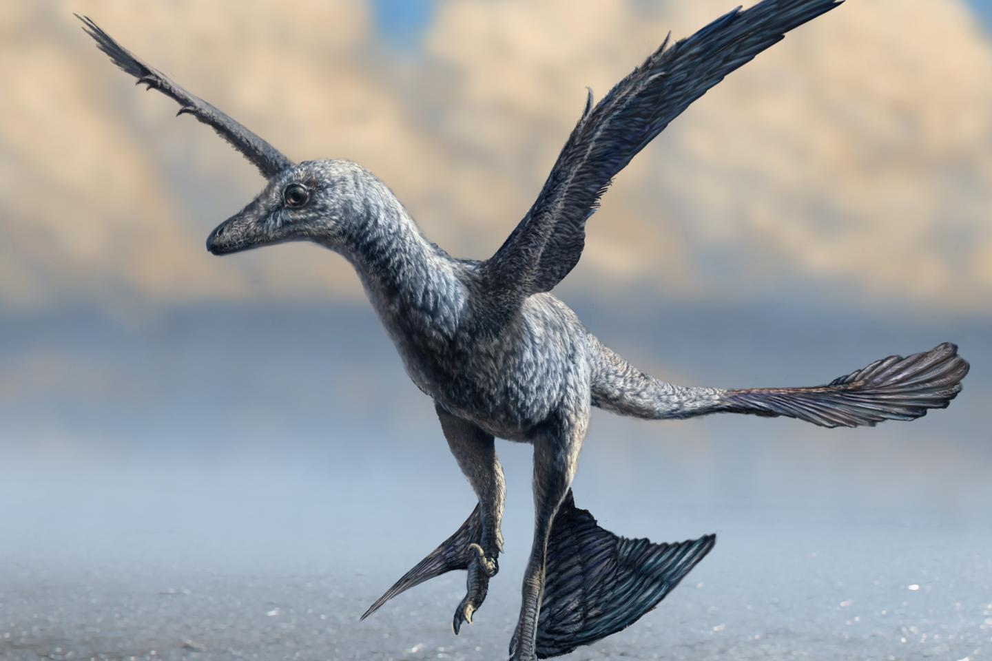 Le petit dinosaure très rapide avait des ailes