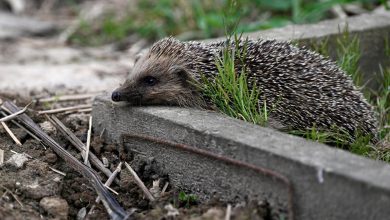 Le hérisson désormais « presque menacé » d’extinction