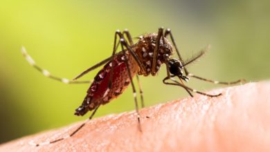 Un homme de 55 ans contracte trois maladies graves suite à une piqûre de moustique