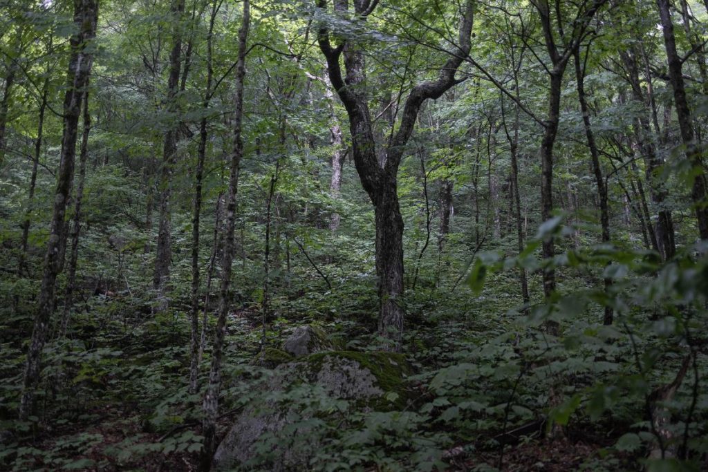 Une Américaine miraculeusement retrouvée après 4 jours perdus en forêt, son mari retrouvé mort