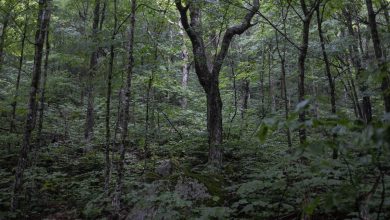 Une Américaine miraculeusement retrouvée après 4 jours perdus en forêt, son mari retrouvé mort