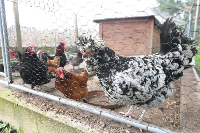 Grippe aviaire : mesures renforcées dans 22 communes du Loiret