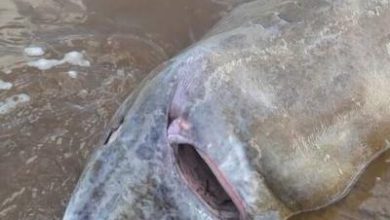 Un requin du Groenland s’étouffe après avoir avalé un élan