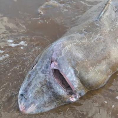 Un requin du Groenland s’étouffe après avoir avalé un élan