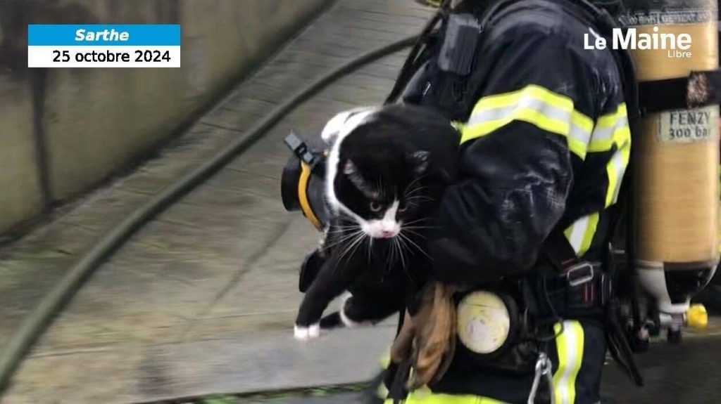 VIDÉO. Un chat sauvé des flammes par les pompiers