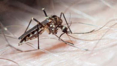 La dengue sous surveillance en Martinique