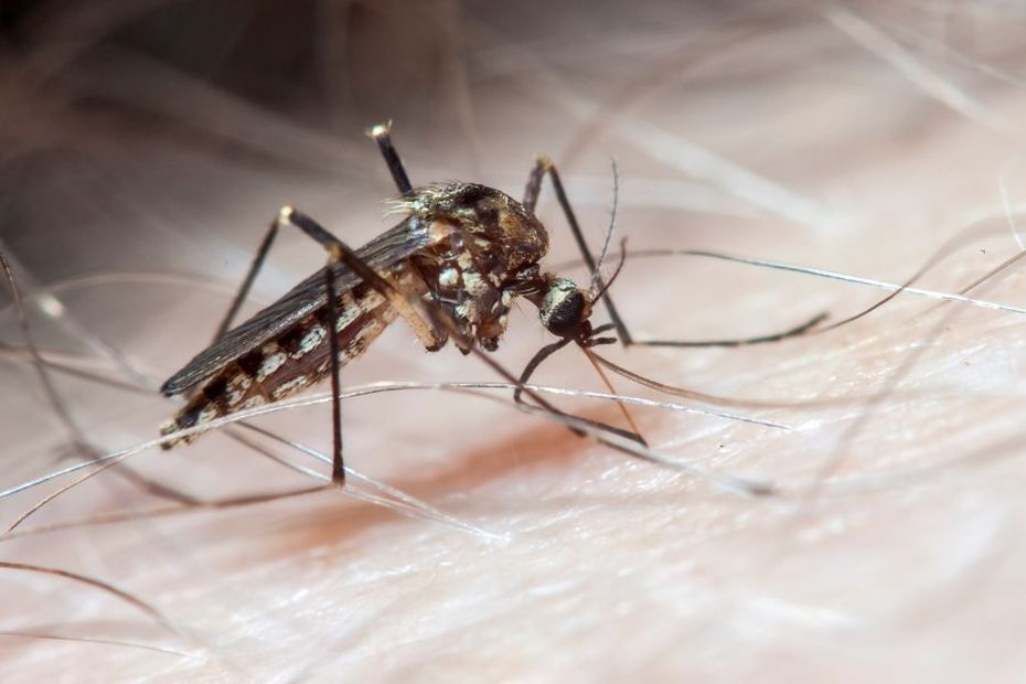 La dengue sous surveillance en Martinique