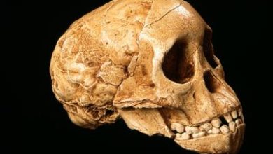 Enfant de Taung : le chaînon manquant entre primates et humains a failli nous échapper