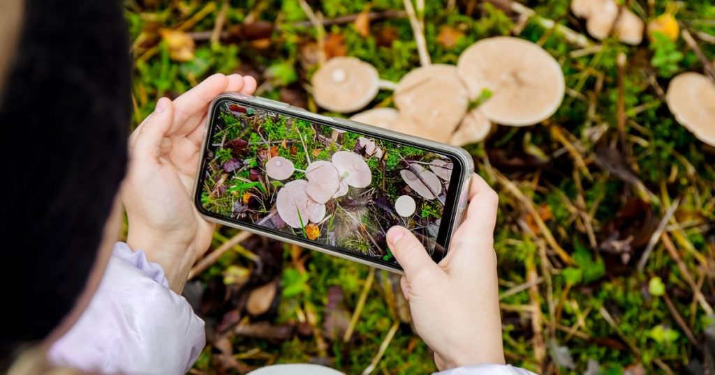 4 applications pour identifier facilement les champignons lors de votre prochaine cueillette