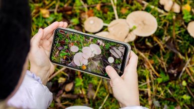 4 applications pour identifier facilement les champignons lors de votre prochaine cueillette